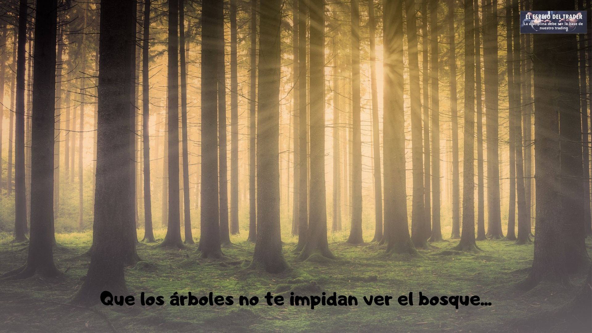 QUE LOS ÁRBOLES NO TE IMPIDAN VER EL BOSQUE - Curso Swing Trading